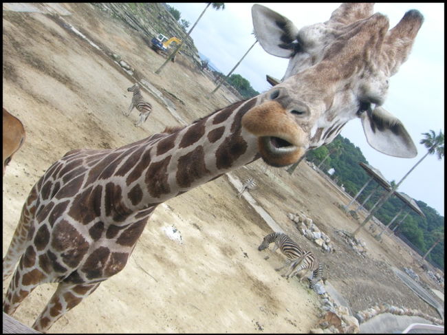 実はブサイクなキリンさん<br />