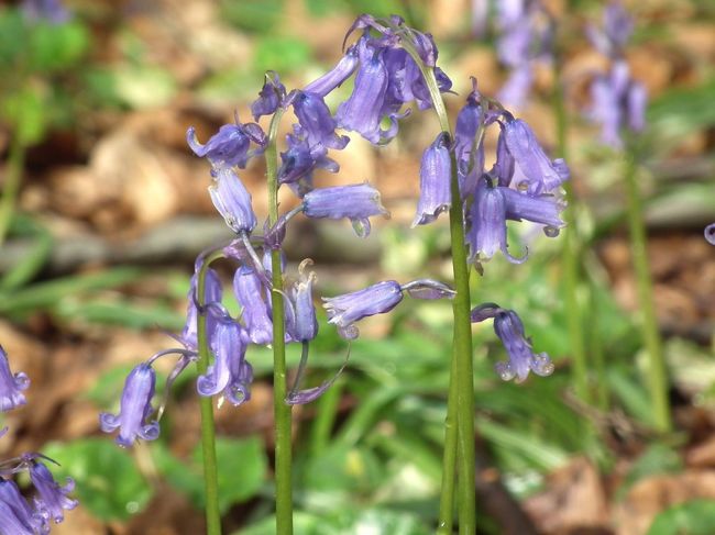 　この花がヒアシンス科の花で、ベルギーでは「野生のヒヤシンス」と呼んでいるんだそうです。ブルーのベルの形をした花だから英語で「Blue Bell」というわけで、はなはだ芸がありませぬ。<br /><br />　で、ここはHallerbos、アルの森です。
