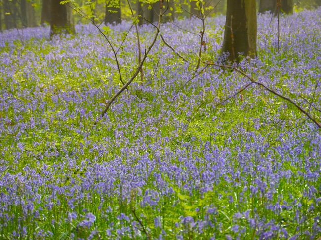 　で、それがこんな具合に森（というよりは林、程度な感じがしますが）の中、木立の間にまるでカーペットのように広がって群生しているわけですから、ただただ見とれてしまうというものでございますよ。<br />