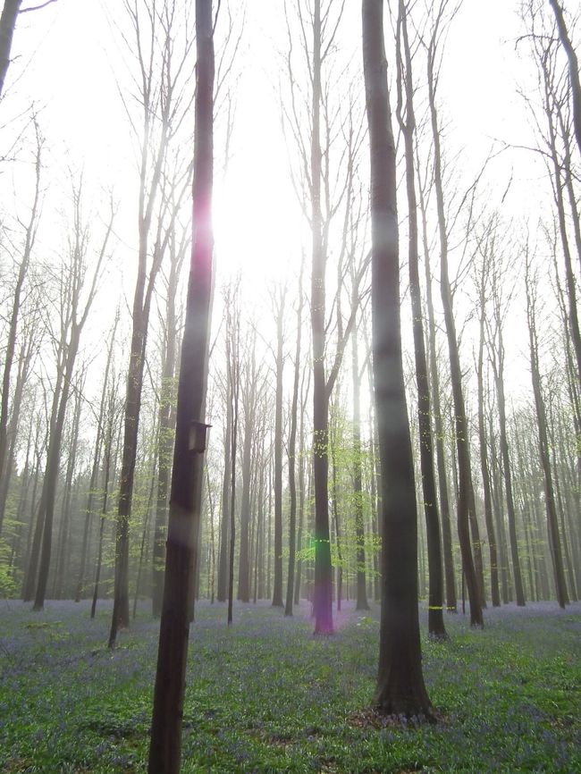 　木漏れ日、そしてブルーベルの絨毯ですから、うっとりしちゃいますよ。