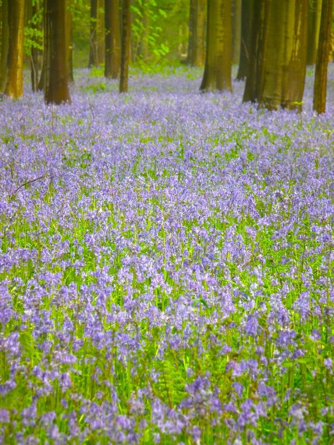 　いくらでも、何枚でも、写真に撮りたくなります。何枚とっても同じだというのに。立ち込んで写真を撮らないでください、と書いてあるのに、平気で立ち入ってしまう人たちも、洋の東西を問わす、やっぱりいるんですよね。