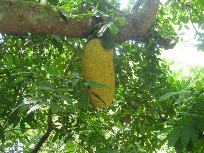 この大きな実は、大味だけど食べれるとか？<br />ガイドさんに依れば、バナナのような味だとか．．．