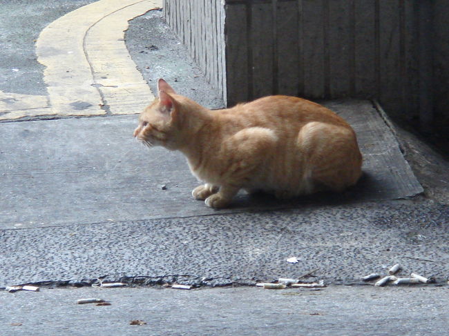 ネコちゃん発見(^-^)/<br />視線の先には何があるの？