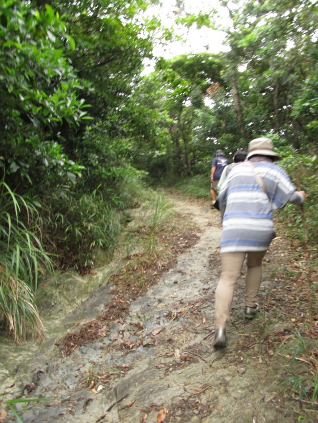 もともと地質がツルツルしていて、その上、昨日も雨が降り地面が濡れているので、滑らないように、転ばないようにと、皆、慎重に登っていきます。