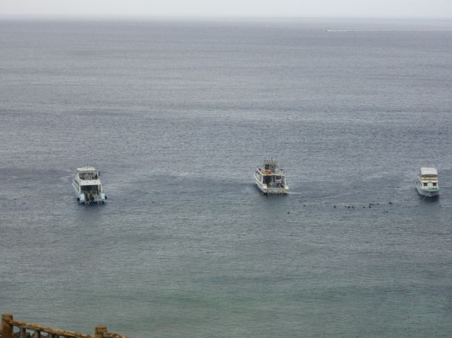 私がダイビングをすることは、絶対ありませんが…。<br /><br />（*カナヅチで全く泳げず、海に入るのがとても怖いのであります。<br />もしも素潜りで魚のように泳げたならば、どんなに素敵で楽しいことでしょうか・・・。）