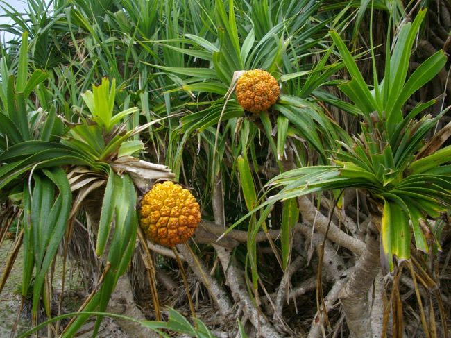 これは島に自生するアダンの実<br /><br />座間味の島々でよく見かけましたねぇ〜。<br />最初に見たとき、一瞬、パイナップかと思いました。<br /><br />あちらこちらに生えていましたが、食べられないとの事・・・。<br />おいしそうな熟れた色をしているのに　残念です。