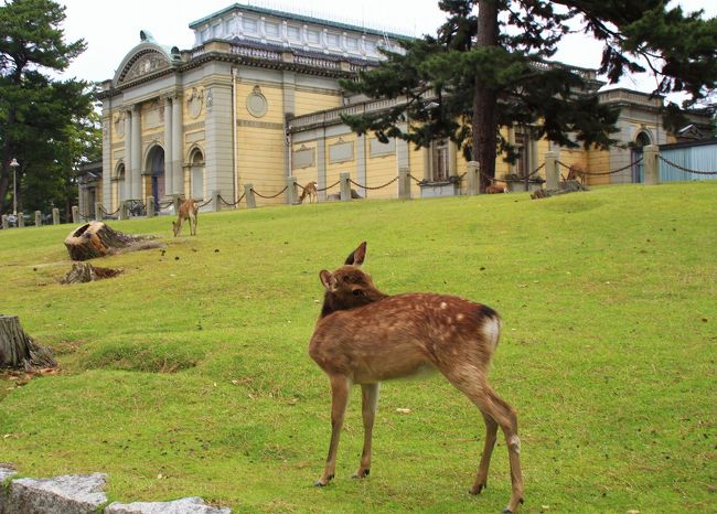 国立博物館のまわりにもシカはたくさんいます。<br />天然記念物にも指定されている奈良公園のシカは春日神社の神鹿として古くから保護されてきたもので、総数は1,200頭におよぶそうです。