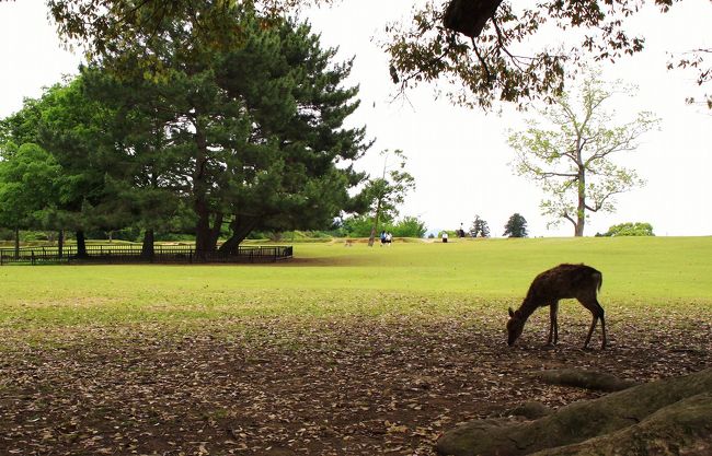 奈良公園の南側の飛火野には、新緑の季節を迎え、青々とした芝生が一面に広がっています。