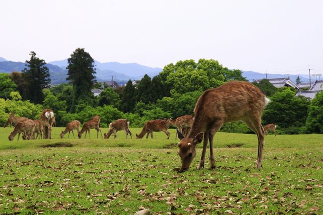 芝生をボリボリと音を立てながら食むシカ。