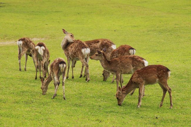 奈良公園の芝生が青々としているのは、シカの排泄物がよい天然の肥料となっているからだとも聞きます。