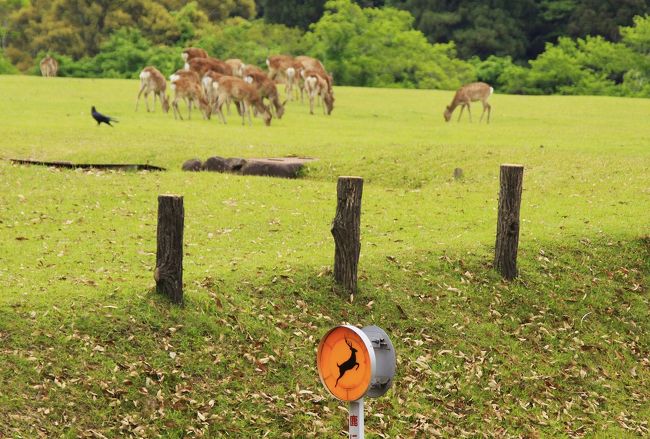 「シカ飛び出し注意」の道路標識と一群となったシカたち。