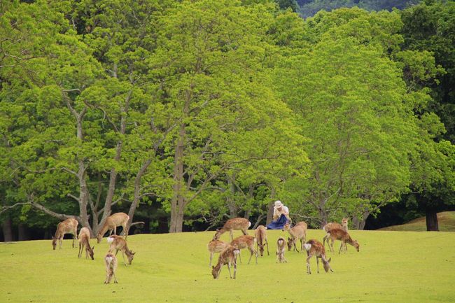 木陰に一人たたずむおじさんとシカたち。県庁所在地のまちなかとは思えない光景です。