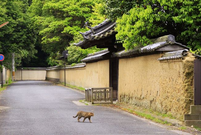 浮見堂から路地を南下すると、いったん小高い丘になります。ネコが優雅に闊歩する土塀が続く家並みがある静かな界隈です。