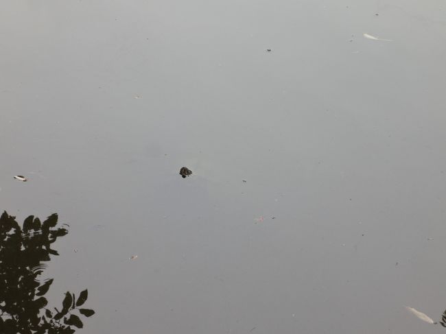 見えますか？<br /><br />実はこの池、カメさんがたくさん泳いでました(^O^)<br />頭が、ちょこっと出てました♪