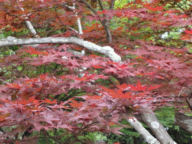 秋じゃないよ、春だよ〜♪