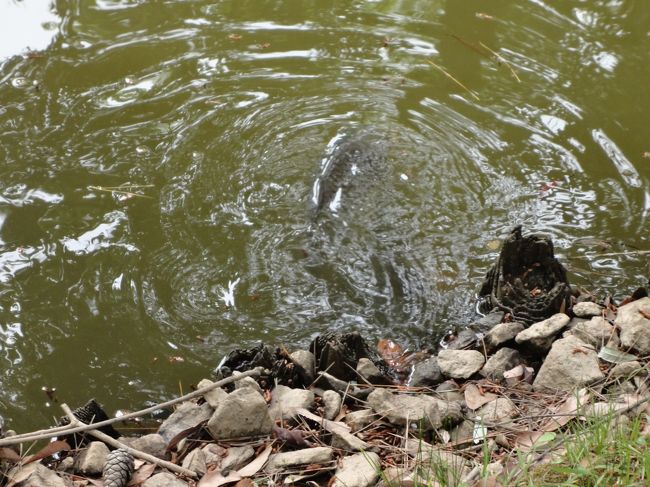 うお！<br /><br />池には、でっかい鯉がウヨウヨ\(◎o◎)／！<br />エサもないのに、私に寄ってきました！！！<br /><br />ちょっと怖いよ〜・・・