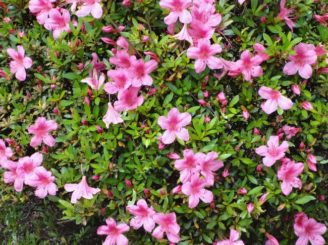 サツキが綺麗だったので、パチリ♪<br /><br />この後、西大寺駅前の「アルション」で、おいしいフレンチトーストを食べながら、ミーティングをしました♪<br /><br />