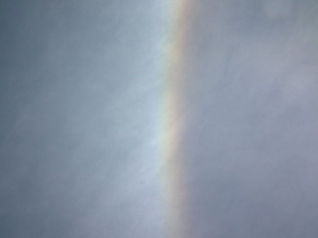 　ふと見上げると「彩雲」ですよ。あ、そうか、今日は珍しく雨が降っていないぞ、と気がつきました。
