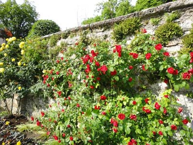 バラ園　この上に妖精の森が