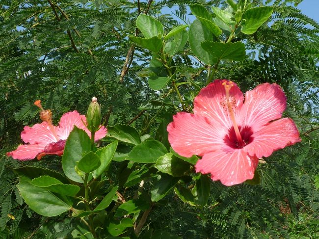 道すがらハイビスカスが咲いてました☆