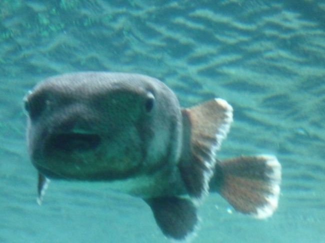 なんかカワイイ…。