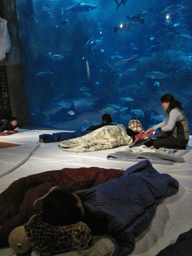 新江ノ島水族館「お泊りナイトツアー」5/21-22 2名分