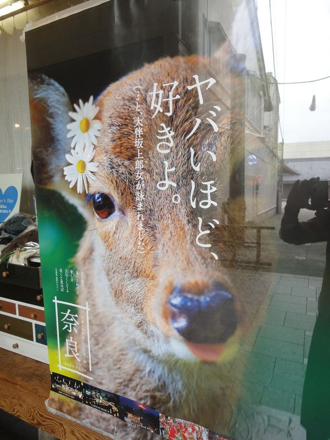 ちょっと光ったけど、可愛いポスター♪<br /><br />「ヤバいほど、好き」ってヽ(^o^)丿<br /><br />本当は、鹿苑で公開されてる子鹿を見にいきたかったのですが、母の体力と時間を考え今回はパスしました。