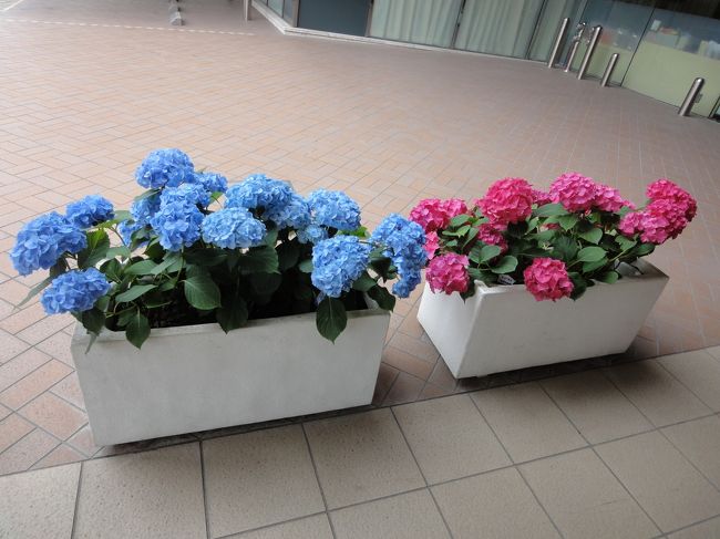 ホテルフジタの前に、綺麗な紫陽花が咲いてたので、パチリ♪<br /><br />色が鮮やかで、美しかったです！<br />私は「青い紫陽花」が大好きです(^o^)／