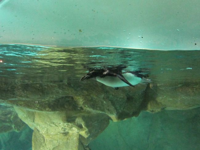 ペンギンスイミング。