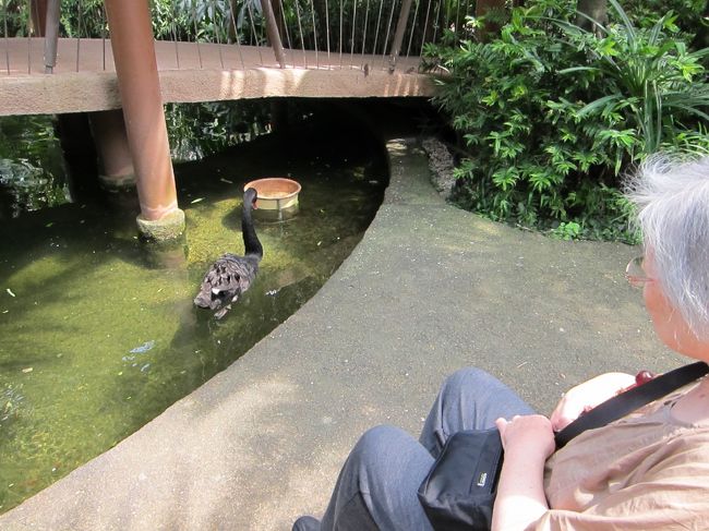 お、ブラックスワン。