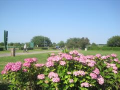 矢切の渡しが紫陽花の先に見えます。
矢切の渡しの手前の右側。紫陽花と菖蒲が見えます。
周りの雑草が刈り取られて菖蒲がよく見えます。
小さいので観光ツアーでは他の菖蒲の咲いている処に行くので、此処は親切な下町の地元の人だけです。