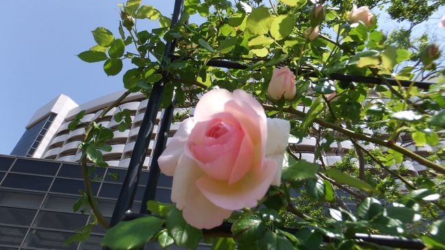 シェラトン、次回もリピしたいですね。<br /><br />コンビニあるともっと最高なんですけどね。<br /><br />今回は、ダーリンと二人で思いっきり楽しめたランドでした。<br /><br />次回は秋までディズニーはお預けだって言われましたけど、夏のイベントがとても楽しそう!!!<br /><br /><br />行きたい。<br /><br />けど暑い(´Д⊂<br />でも行きたい　笑<br /><br /><br />最後まで読んでいただきありがとうございました。