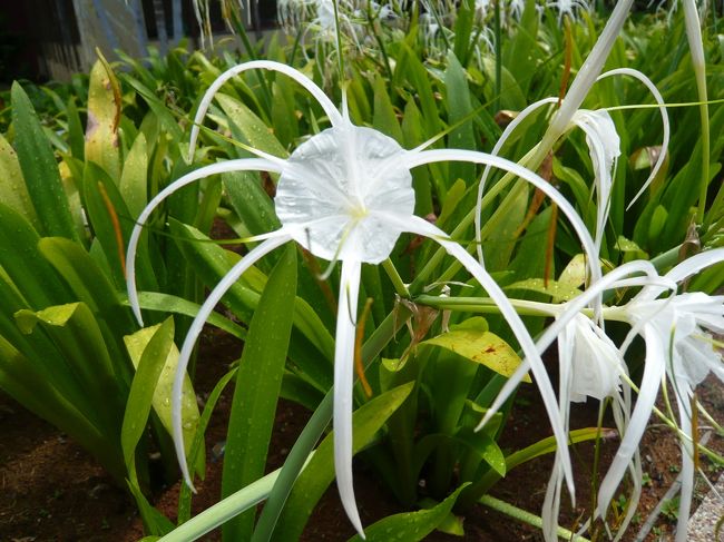 見たことない花？も咲いてました