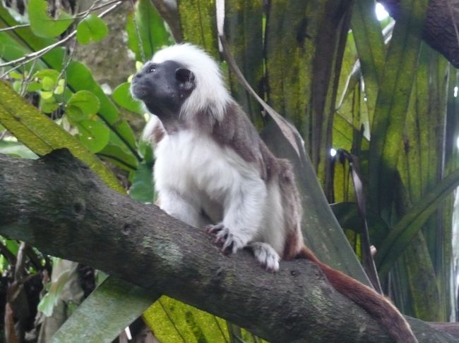 入って早速お猿さんのお出迎え♪