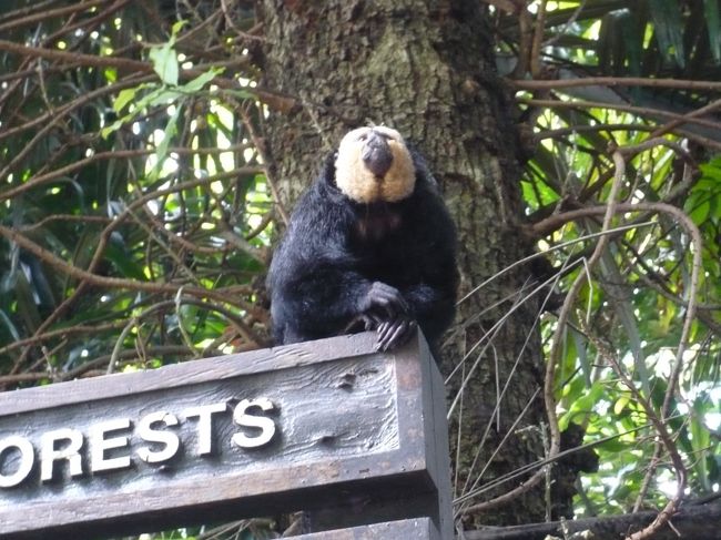 看板の上にもお猿さん