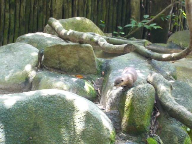 キュイキュイいいながら歩くカワウソ！<br />か、可愛い・・・（*^_^*）