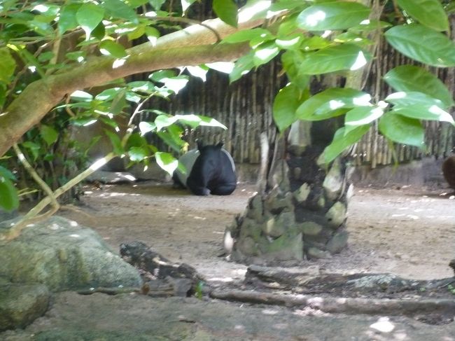 シロクロのバク