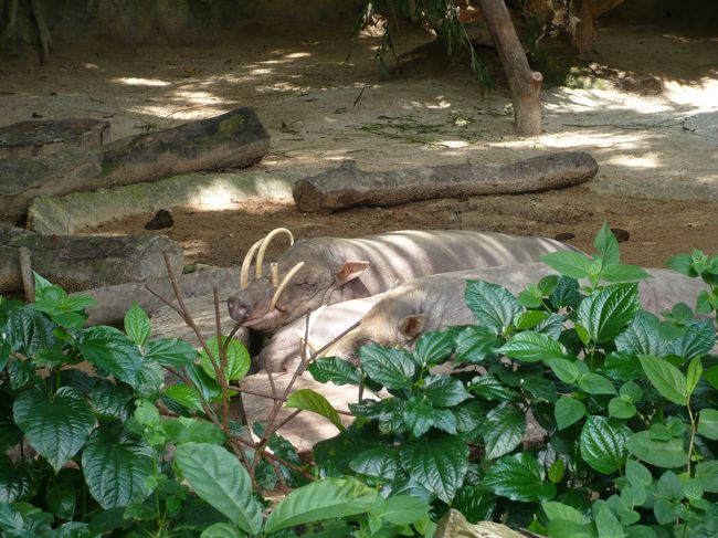 し、しし神様じゃ！！