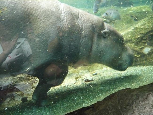 魚たちと泳ぐ(歩く？)カバ