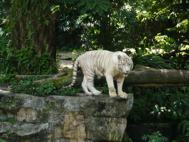 ホワイトタイガー<br />ガルルルルって声がカッコよすぎ！！！！