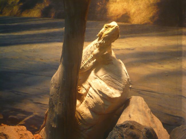 意外と可愛い顔をしてます