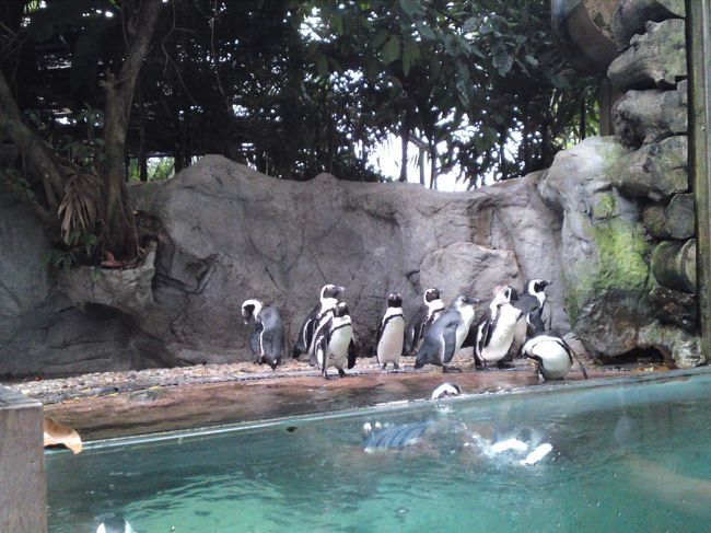 ペンギンもいました！