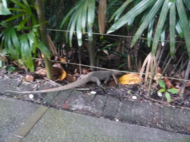 トカゲも散歩中？！