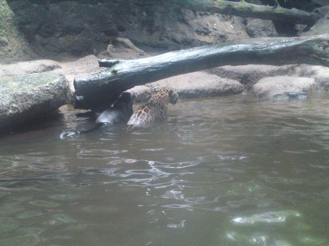 ひょうと黒ひょうのえさやりは迫力満点！！