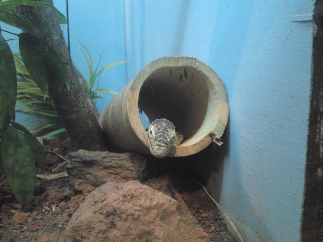 あっこんにちは！