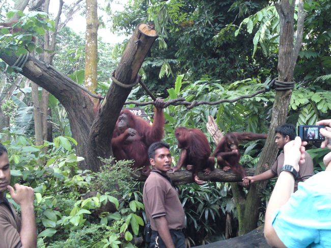 オランウータンとの記念撮影もあります♪