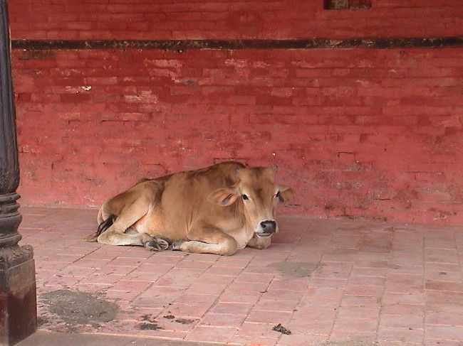 仏塔の周りには、<br />僧院がチラホラある。<br /><br />ネパール人にとって、<br />宗教は生活に密着してるようだ。<br /><br />ネパール牛にも、<br />生活に密着しているのか？<br /><br />僧院の軒先で、<br />読経に耳を傾けておられた。