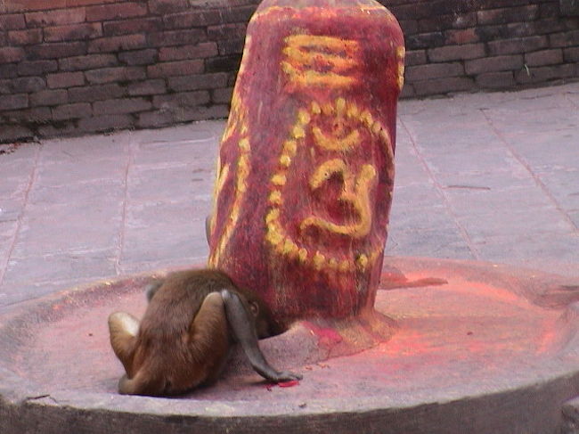 そびえ立つもの。<br />仏教が仏塔なら、<br />ヒンドゥー経はリンガ！<br /><br />要するに、アレ。<br /><br />ネパールでは、<br />牛だけではなく、<br />猿だって信心深いようだ。<br /><br />リンガに深々と頭を下げている。<br />日光の三猿とは大違い。