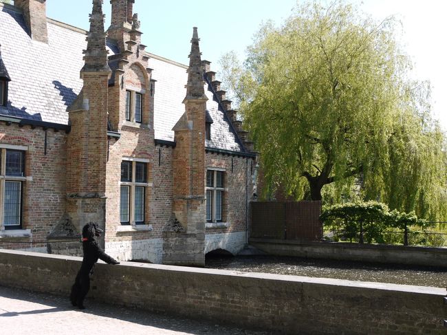 散歩のワンちゃんも風景に見とれています。