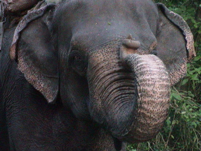 早速、象に乗って、<br />ジャングルへ分け入る。